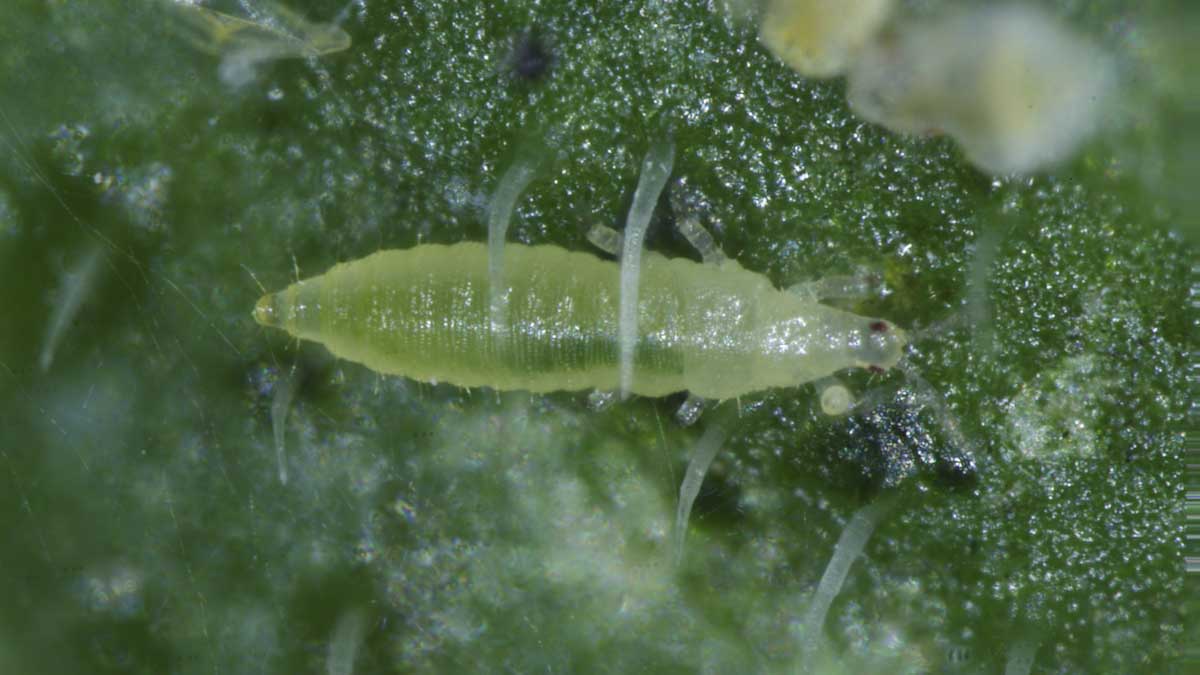 Immature thrips