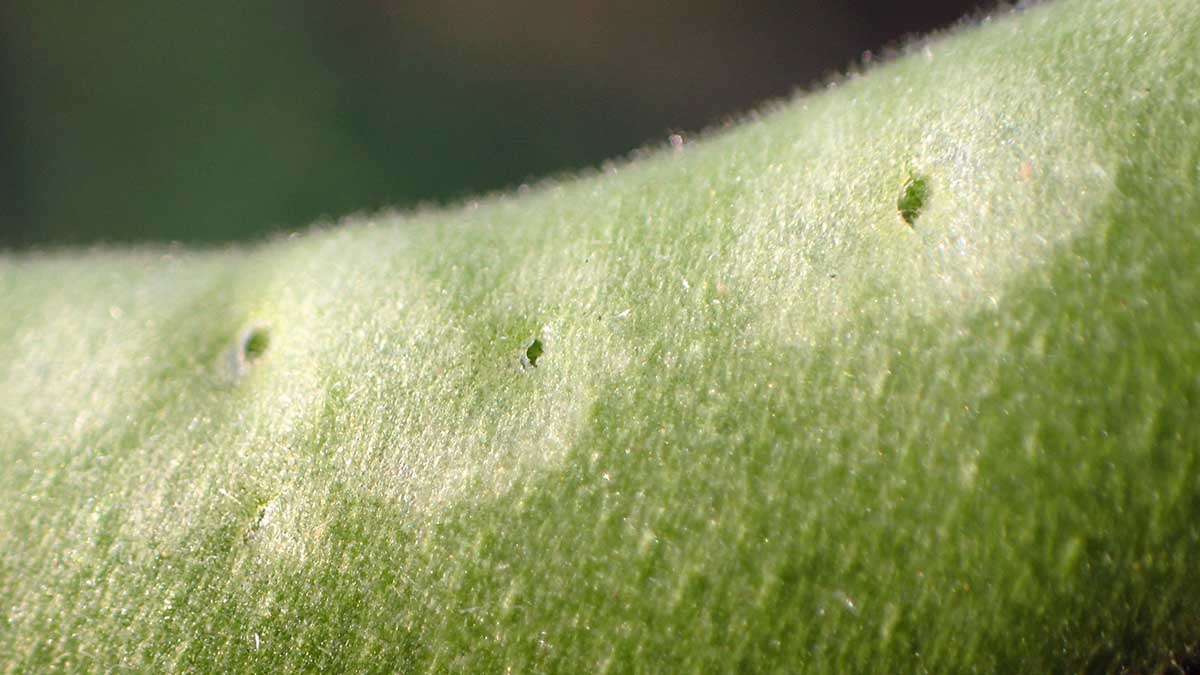 Oviposition wounds and associated halo or pansy spot symptom on green bean