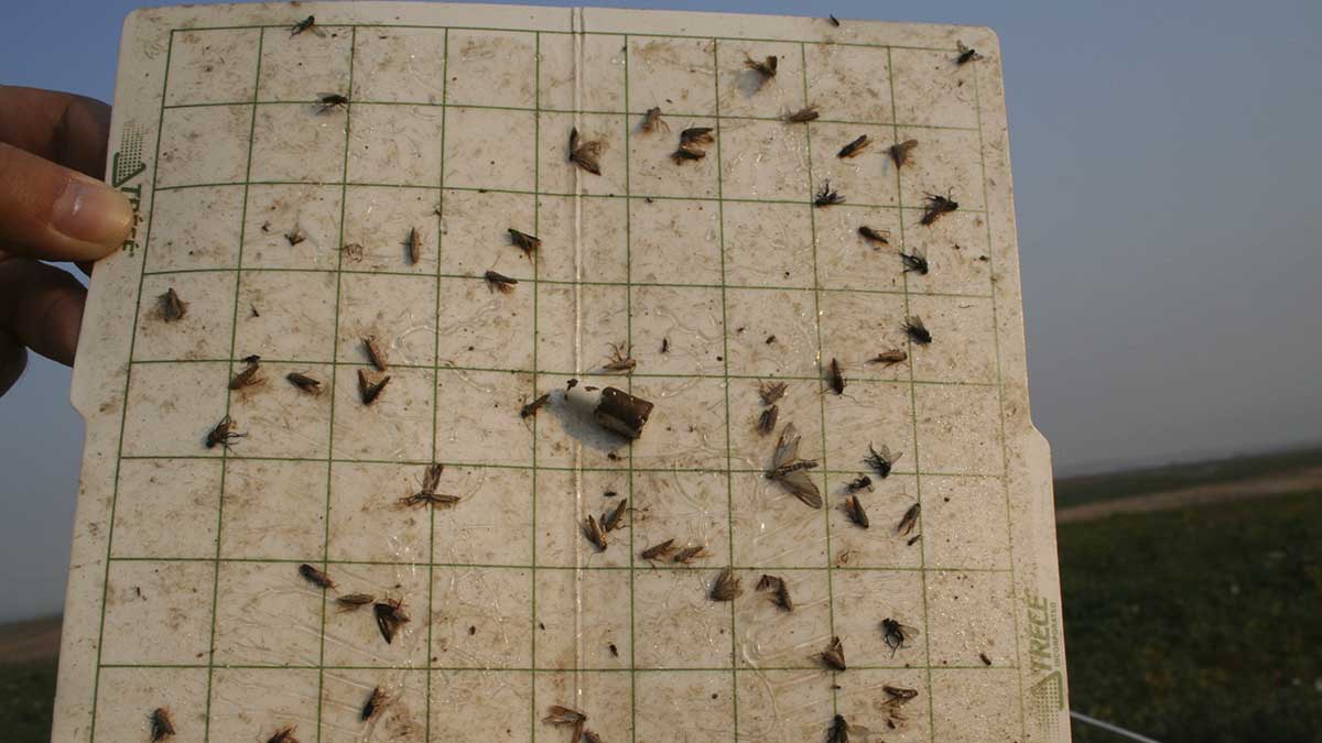 Pheromone-baited sticky traps can be used to monitor adult potato tuberworms