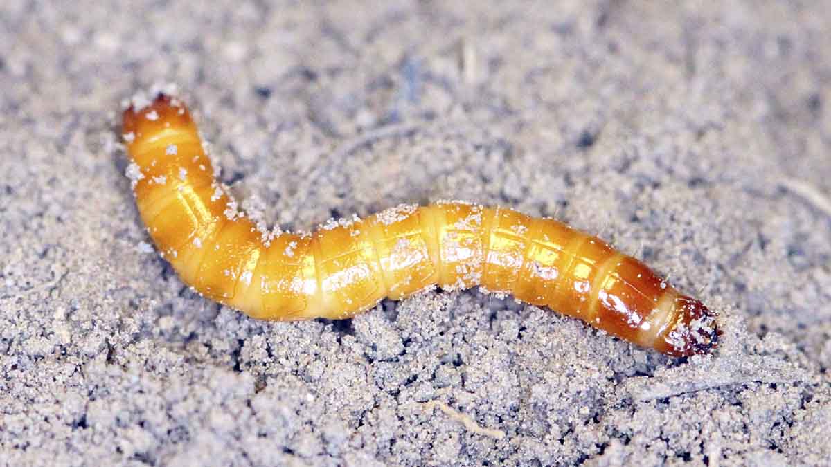 Wireworm larva
