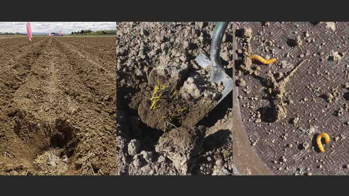 Wireworm scouting using cereal seed. Hole with soaked cereal seed and water, marked with a flag. Insets: germinating cereal is visible in excavated wireworm bait trap and wireworms are found in soil.