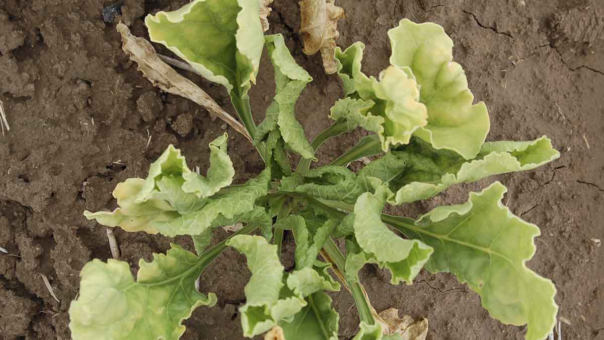 Inward rolling of leaf margins characteristic of beet curly top virus infection