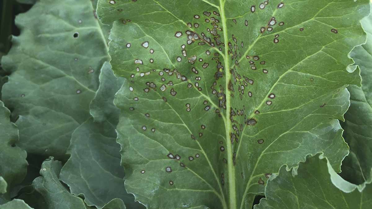 Cercospora lesions