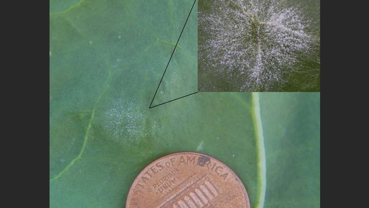 Powdery mildew lesion.