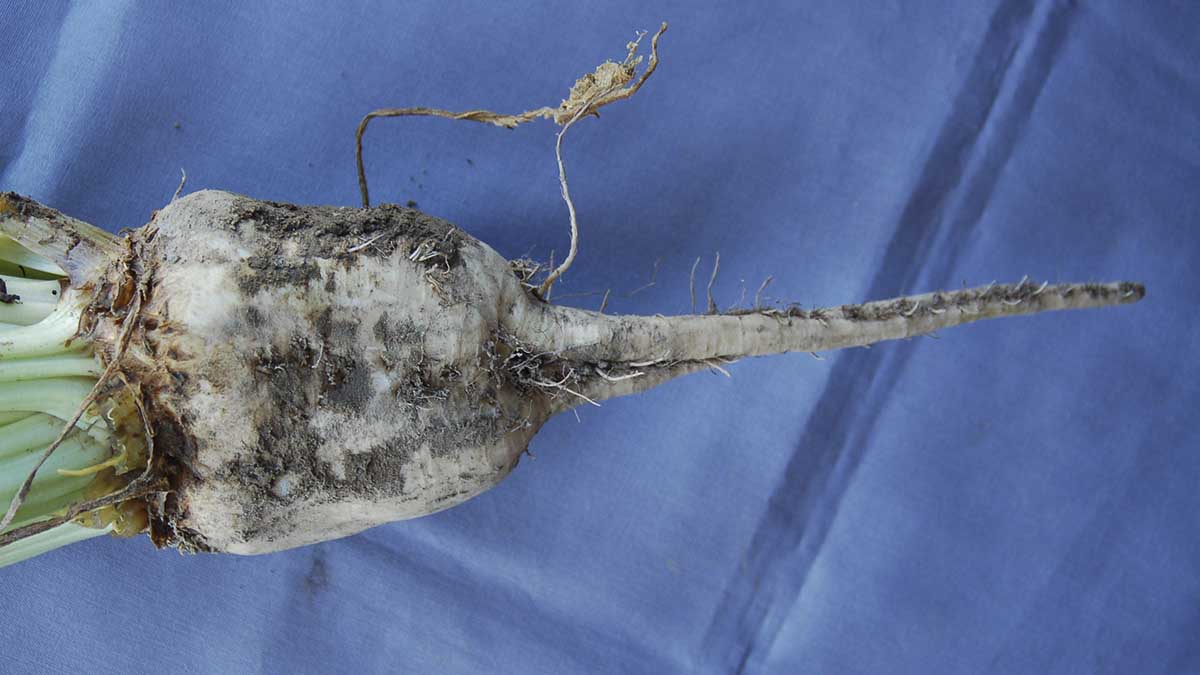 Sugar beet showing wineglass shape associated with rhizomania