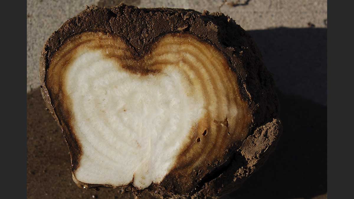 Sugar beet tissues infected with Rhizoctonia. Light brown areas show signs of secondary infection.