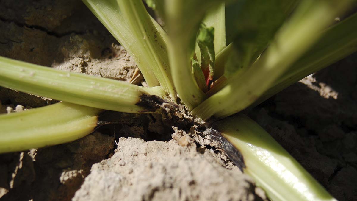 Lesions on petioles from Rhizoctonia infection
