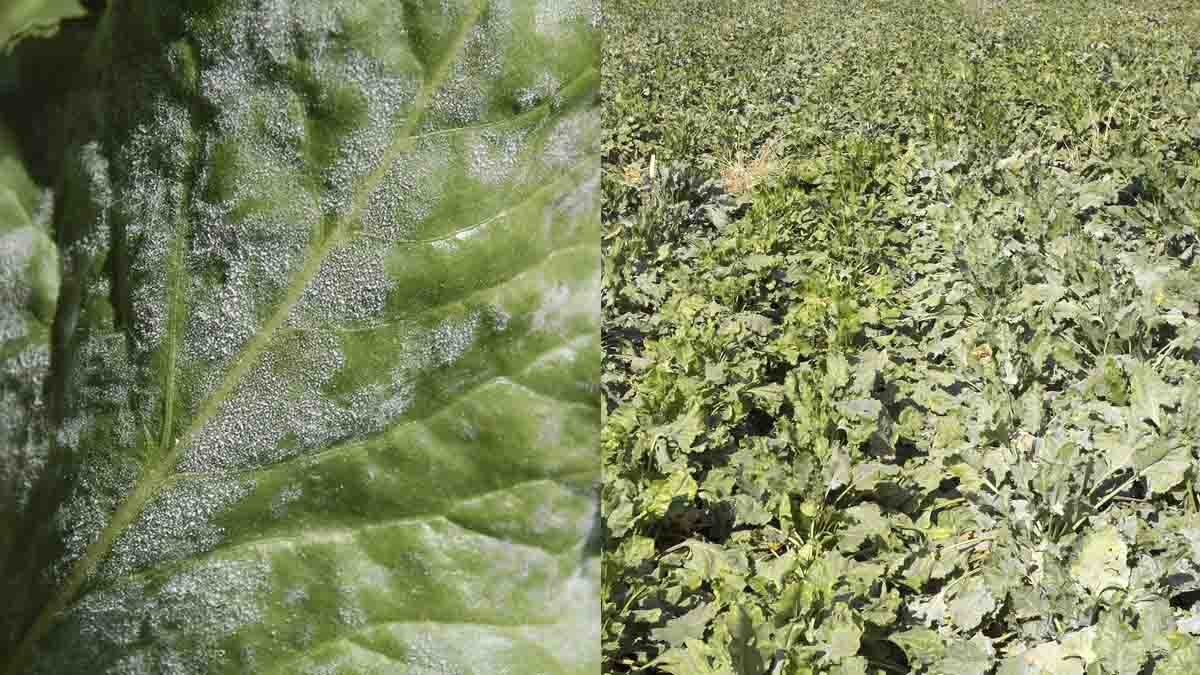 Advanced powdery mildew infection.