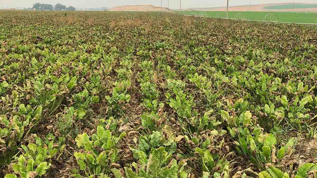 Cercospora infected sugar beet field