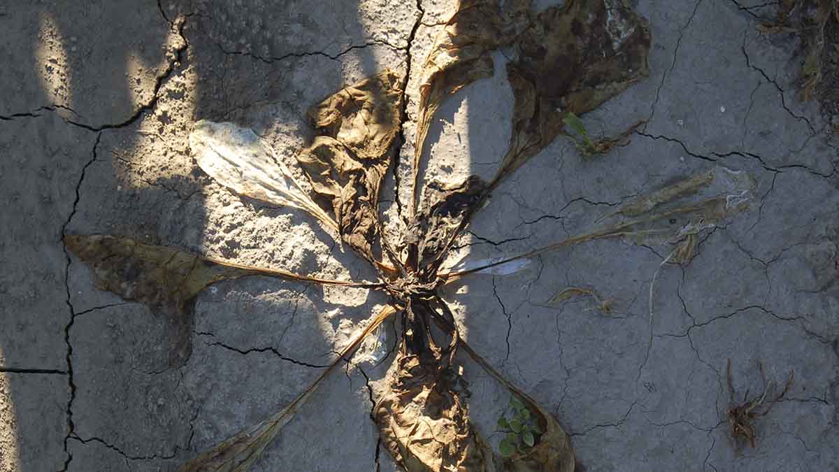 Leaves collapse after Rhizoctonia infection but remain attached to the rosette