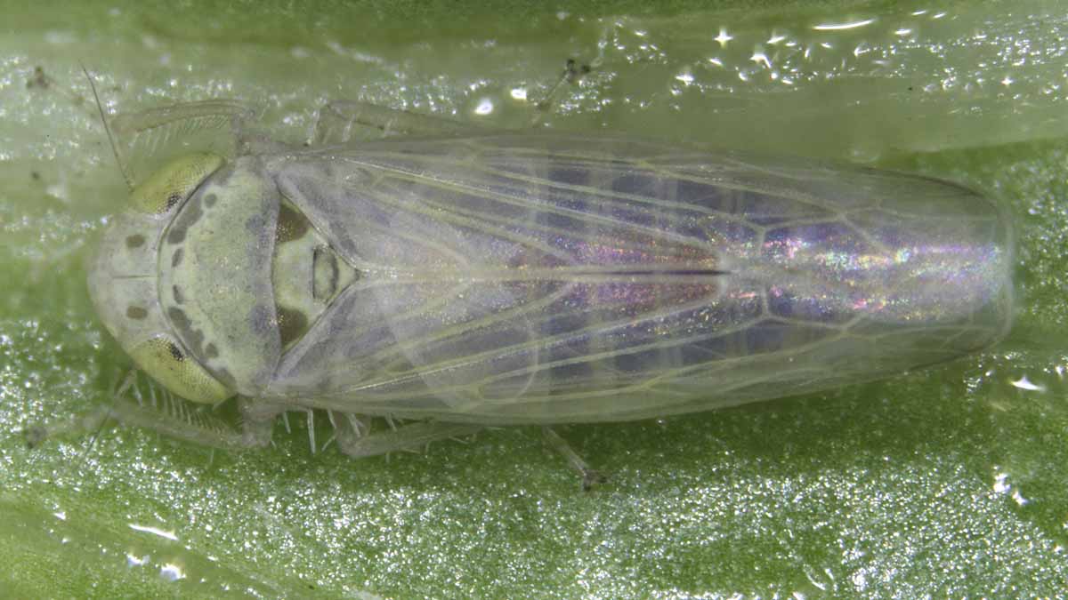 Beet leafhopper