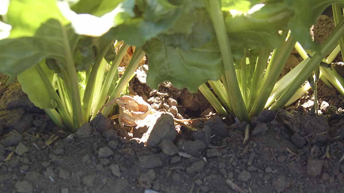 Soil excessively “hilled" into contact with bases and petioles