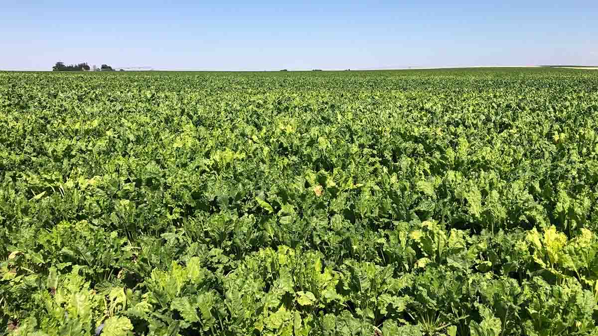 Rhizomania symptoms within a sugar beet field