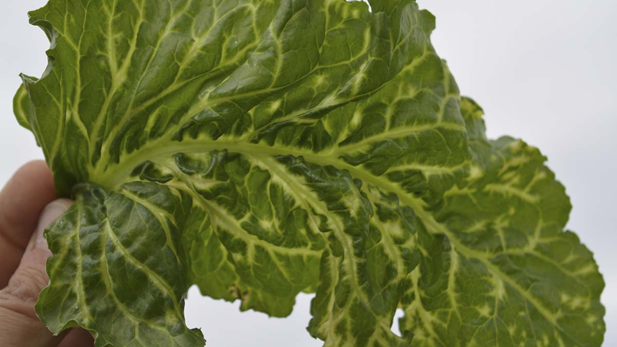 Sugar beet showing BNYVV-associated yellow veins