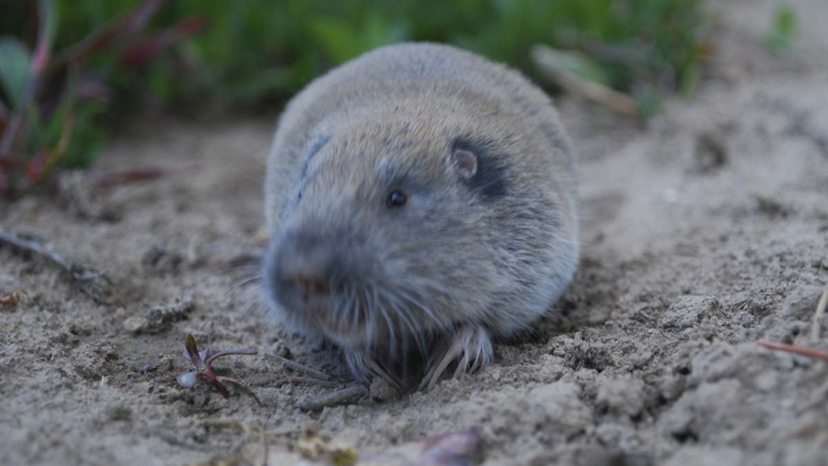 A pocket gopher