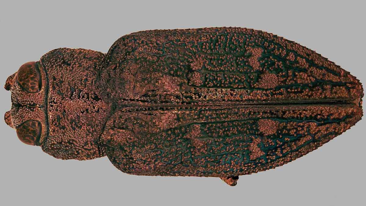 Flathead apple tree borer