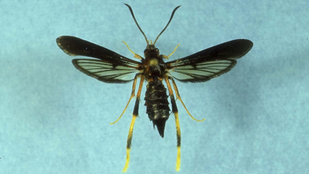Lilac-Ash Borer adult