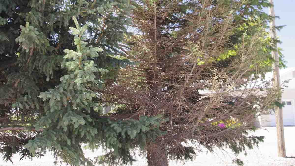 Tree with spruce needle cast