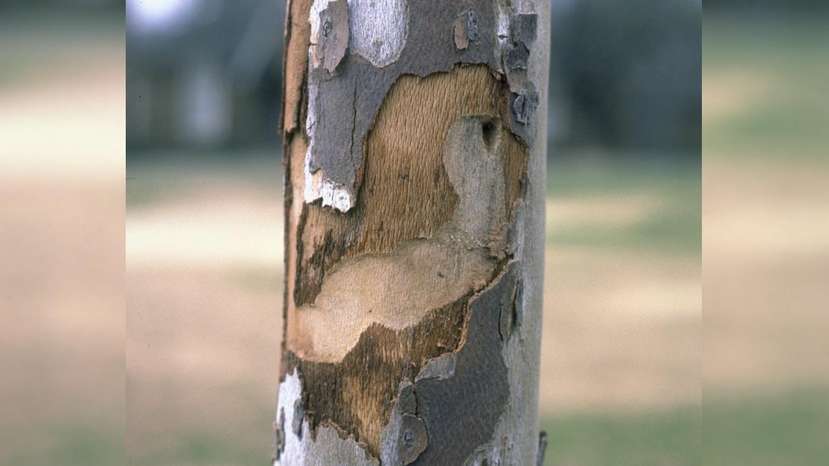 Pacific flathead borer damage to American sycamore