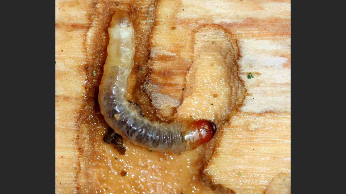 Lilac-Ash Borer larvae