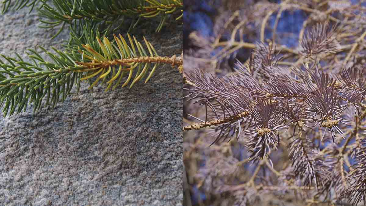 Spruce needle cast damage