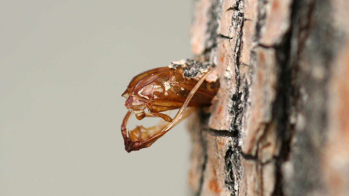 Lilac-Ash Borer pupal casing
