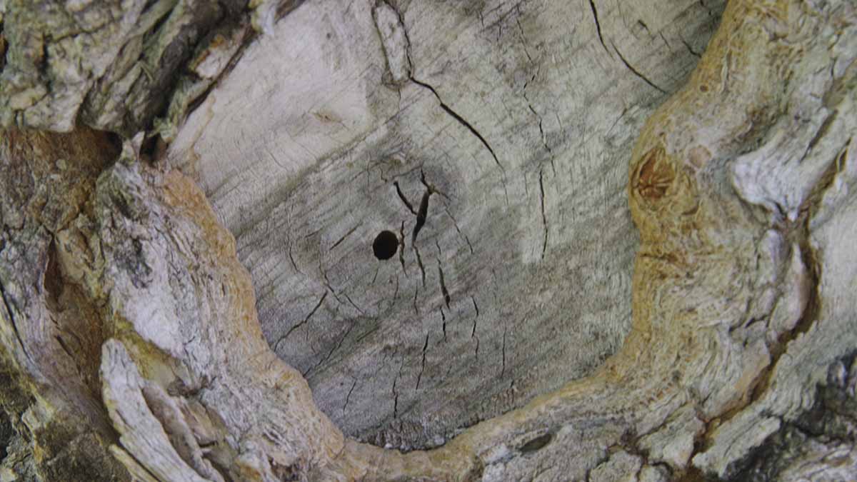 Lilac-Ash Borer exit hole
