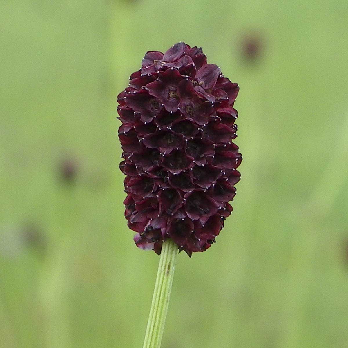 Deep red burnet flower on tall stalk.
