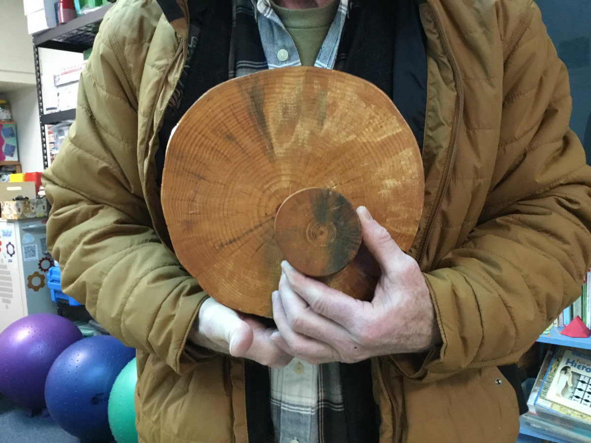 Randy Brooks holds tree cookies with blue-staining from the fungus carried by bark beetles.
