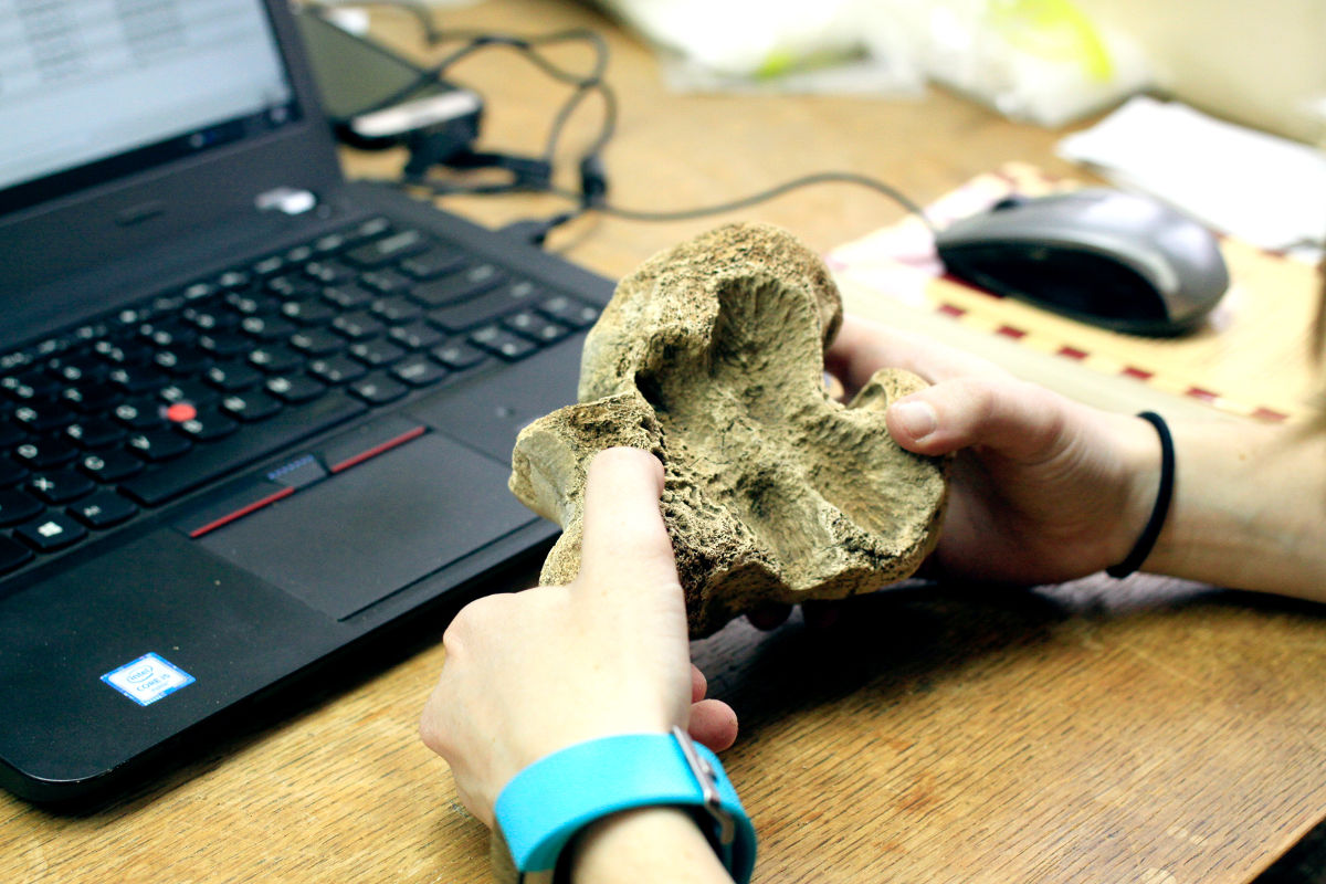 Close up of part of a pig’s jaw bone.