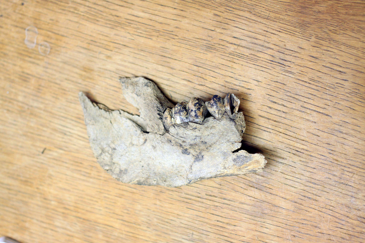 Close up of part of a pig’s jaw bone.