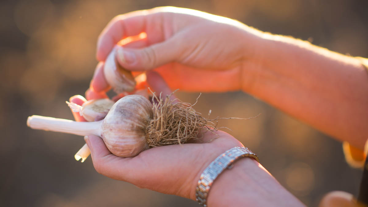Garlic being pulled apart.
