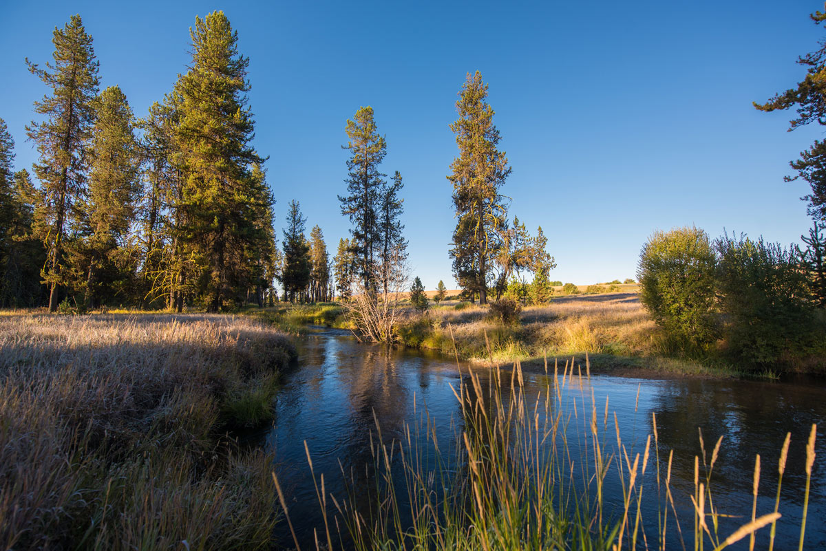 A stream flows past conifer trees and grass.