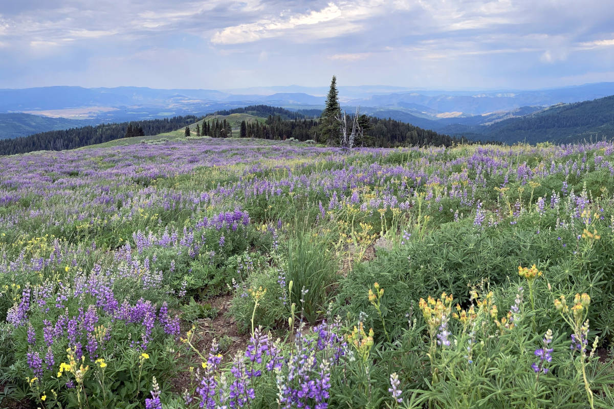 mountain-side field with wild flowers