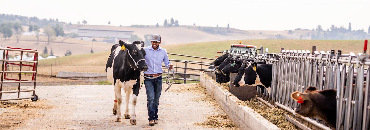 Avelardo Vargas walks a cow through a paddock.