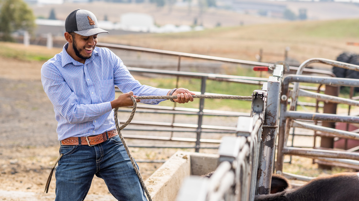 Avelardo Vargas works on the cow pen.