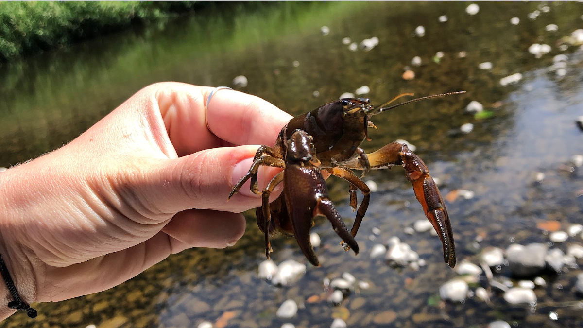 Hand holding a crayfish.