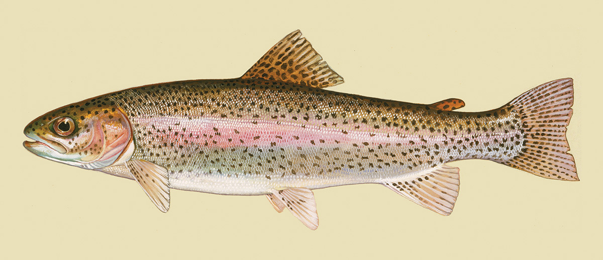 Rainbow Trout Illustration