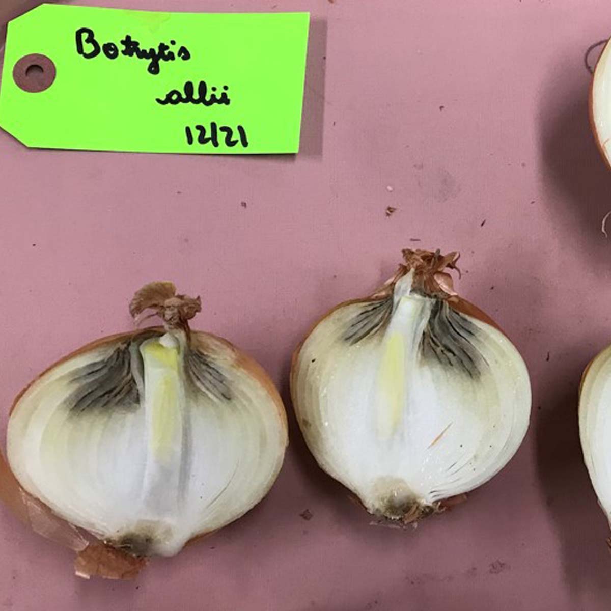Botrytis allii – Bulb symptoms (inoculated)