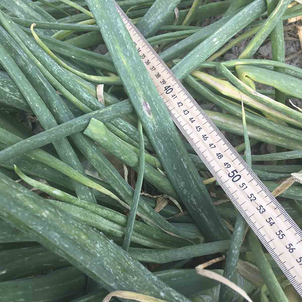 Stemphylium vesicarium - Leaf symptoms (naturally infected)